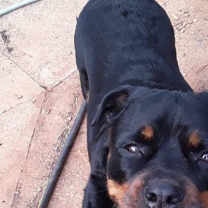 Meet your Posher, Hessy